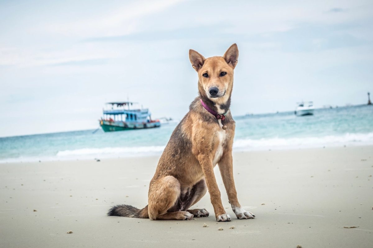 Perrijos de playa: cómo viajar con tu perro a Puerto Vallarta